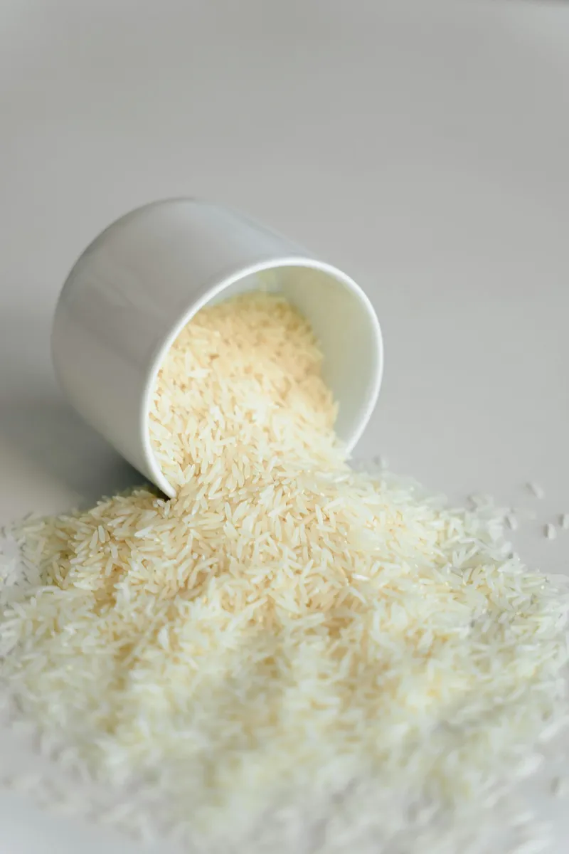 CRISPR-edited rice plants growing in Bihar field trial