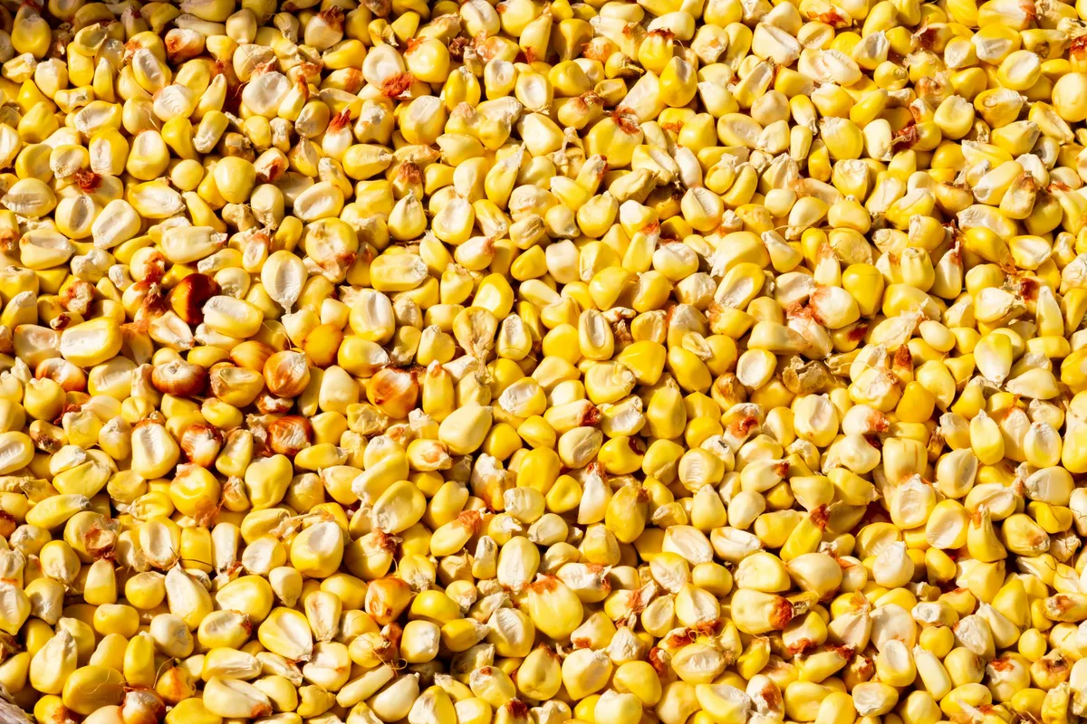 Maize fields in Bihar with farmers harvesting crops